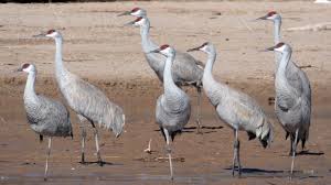 Attēlu rezultāti vaicājumam “Gruiformes”