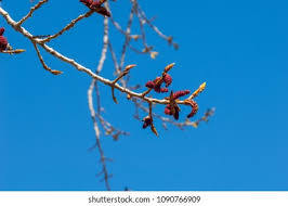 Attēlu rezultāti vaicājumam “Populus x canescens”