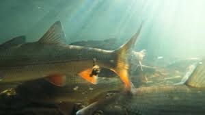 Image result for Chondrostoma nasus