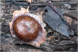 Attēlu rezultāti vaicājumam “Fuligo leviderma”