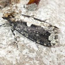 Attēlu rezultāti vaicājumam “Scardia boletella exuvia”