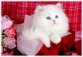 Beautiful Cats Images?q=tbn:ANd9GcTHVX7uMakro-oonaylgsIrnVWi1x0IMivxrmimGgTMFphUNSZc&t=1