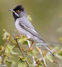 Image result for Sylvia rueppelli