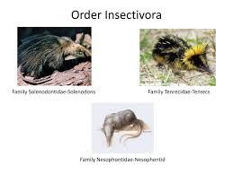 Attēlu rezultāti vaicājumam “Insectivora”
