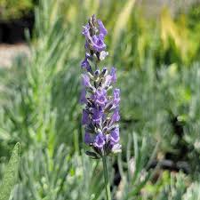 Attēlu rezultāti vaicājumam “Lavandula angustifolia flower”