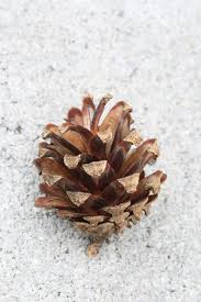 Attēlu rezultāti vaicājumam “Pinus sylvestris”