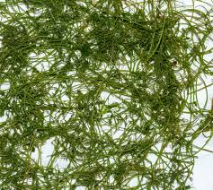 Attēlu rezultāti vaicājumam “Chara polyacantha”