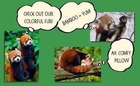 Image result for pandas