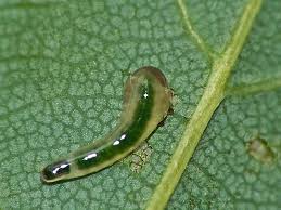 Attēlu rezultāti vaicājumam “Caliroa annulipes”