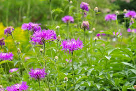 Image result for Flockenblume