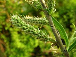 Attēlu rezultāti vaicājumam “Salix caprea fruit”