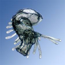 Attēlu rezultāti vaicājumam “Phronia sp. larva”