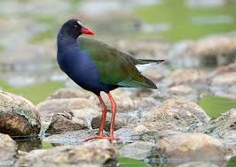 Image result for Porphyrio alleni