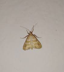 Attēlu rezultāti vaicājumam “Nola aerugula”