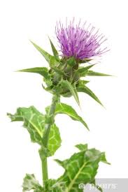 Attēlu rezultāti vaicājumam “Silybum marianum”