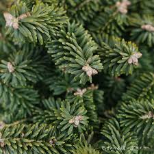 Attēlu rezultāti vaicājumam “Abies balsamea”