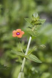 Attēlu rezultāti vaicājumam “Anagallis arvensis leaf”