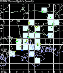Attēlu rezultāti vaicājumam “Diurnea lipsiella male”