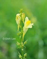 Attēlu rezultāti vaicājumam “Linaria vulgaris flower”