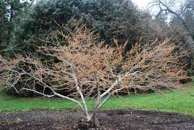Attēlu rezultāti vaicājumam “Hamamelis”