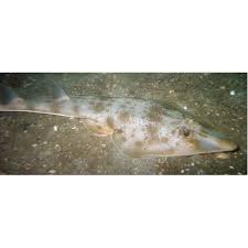 Image result for Pseudobatos lentiginosus