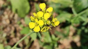 Attēlu rezultāti vaicājumam “Sinapis arvensis flower”