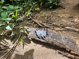 Attēlu rezultāti vaicājumam “Stemonitis axifera var. smithii stalked”