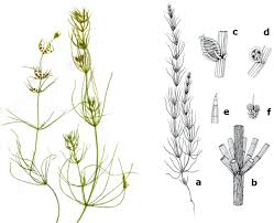 Attēlu rezultāti vaicājumam “Chara aspera male”
