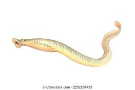 Image result for Lampetra fluviatilis