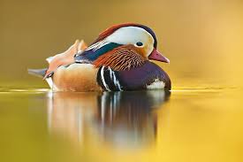 Attēlu rezultāti vaicājumam “Aix galericulata male”