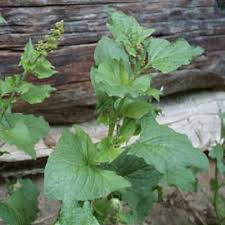 Attēlu rezultāti vaicājumam “Chenopodium bonus-henricus leaf”
