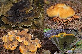 Attēlu rezultāti vaicājumam “Phaeolus schweinitzii”