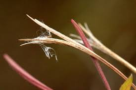 Attēlu rezultāti vaicājumam “Epilobium palustre”