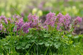 Attēlu rezultāti vaicājumam “Corydalis cava leaf”