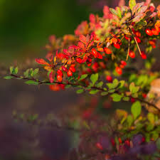 Attēlu rezultāti vaicājumam “Berberis vulgaris”