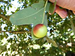 Attēlu rezultāti vaicājumam “Cynips quercusfolii”