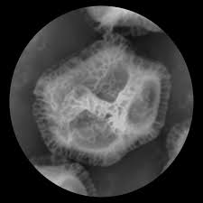 Attēlu rezultāti vaicājumam “Oligonema affine spores”