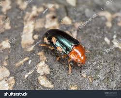 Attēlu rezultāti vaicājumam “Triplax aenea”