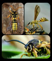 Attēlu rezultāti vaicājumam “Sesiidae”