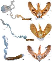 Attēlu rezultāti vaicājumam “Pyralididae”