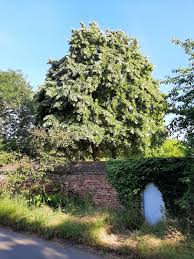 Attēlu rezultāti vaicājumam “Tilia tomentosa”