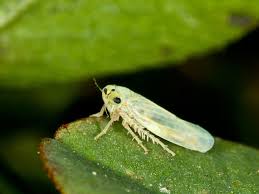 Attēlu rezultāti vaicājumam “Macrosteles nymph”