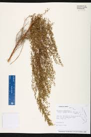 Image result for Artemisia caudata