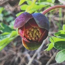 Attēlu rezultāti vaicājumam “Paeoniaceae”