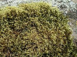 Attēlu rezultāti vaicājumam “Hypnum cupressiforme var. subjulacum”