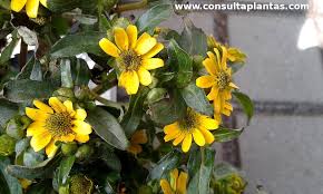 Image result for Sanvitalia procumbens