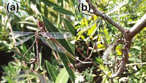 Attēlu rezultāti vaicājumam “Chalcolestes viridis”