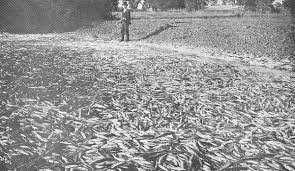 Image result for Ptychocheilus grandis