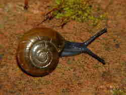 Attēlu rezultāti vaicājumam “Fruticola fruticum”