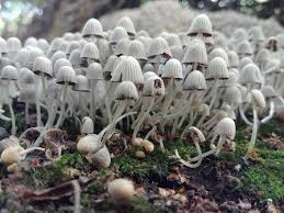 Attēlu rezultāti vaicājumam “Coprinus disseminatus”